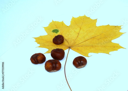 Autumn leaf maple