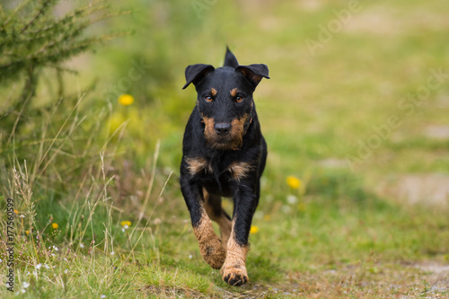 Fototapeta Naklejka Na Ścianę i Meble -  Jagdtterrier