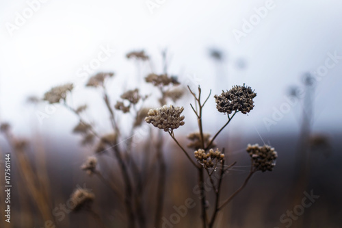 Foggy autumn field with wild herbs. Blurred Background with soft blue light