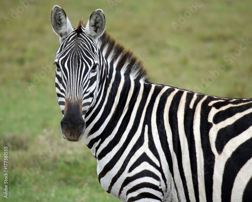 Zebra Stare down