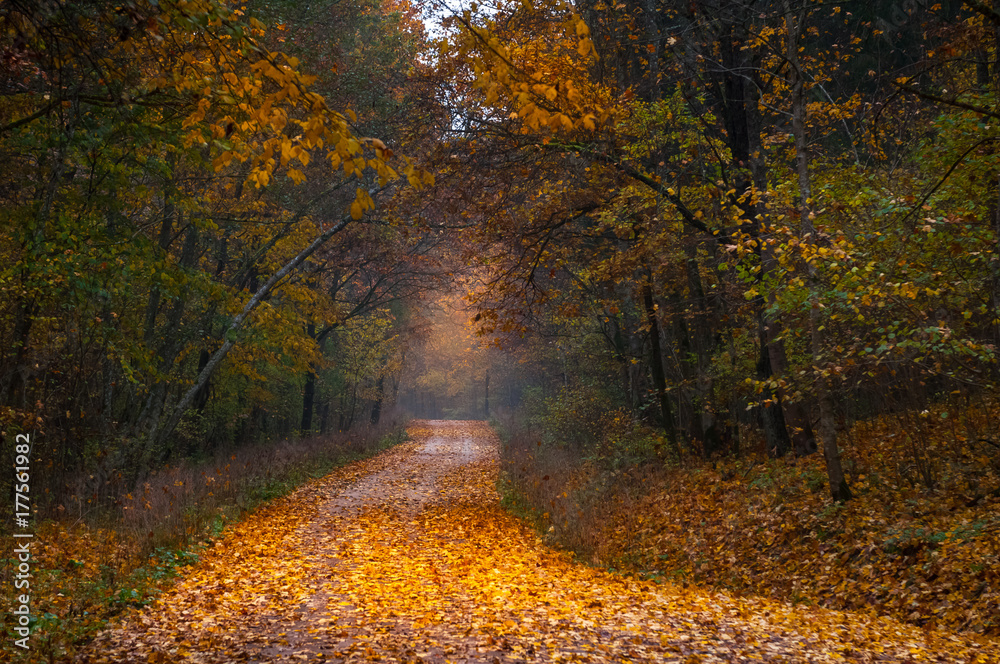 Obraz premium Amazing path in the forest. Like in a tale.