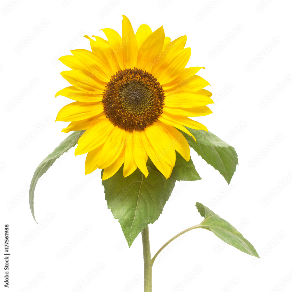 Obraz premium Flower of sunflower isolated on white background. Seeds and oil. Flat lay, top view