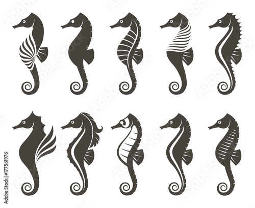 collection of seahorse on isolated white background
