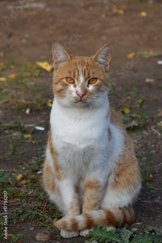 Домашние животные (Кошки)