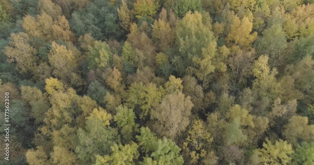 Aerial backward flight over autumn trees in forest in october Aerial backward flight over autumn trees in forest in october