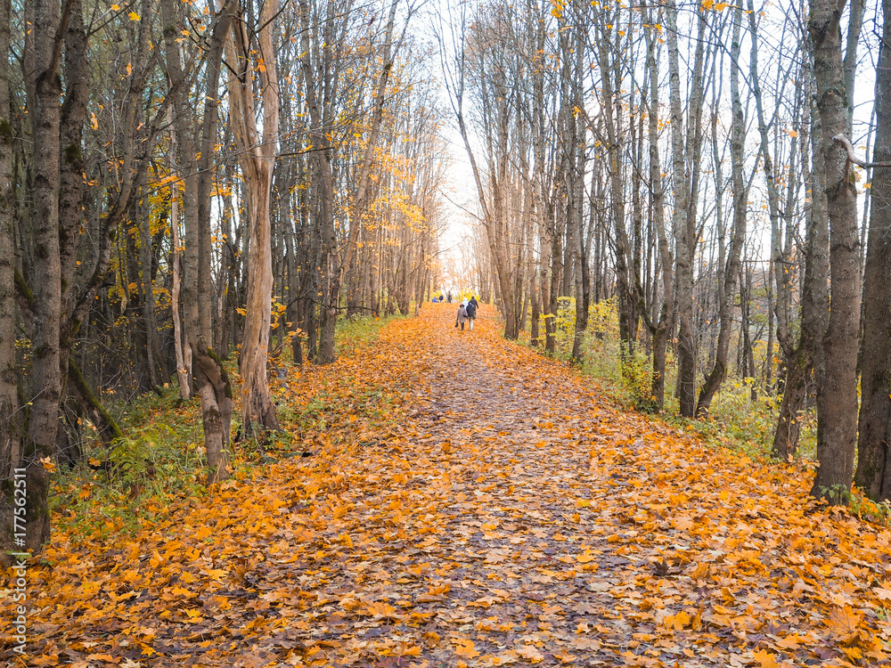 Obraz premium Autumn alley with people in the background