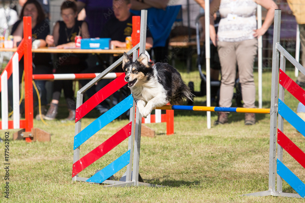 Border collie en agility - Belgium Border collie en agility - Belgium