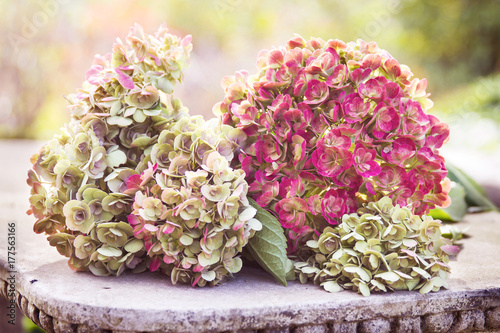 Bouquet of fading hydrangea flowers cut in the fall and lying on a stone bench