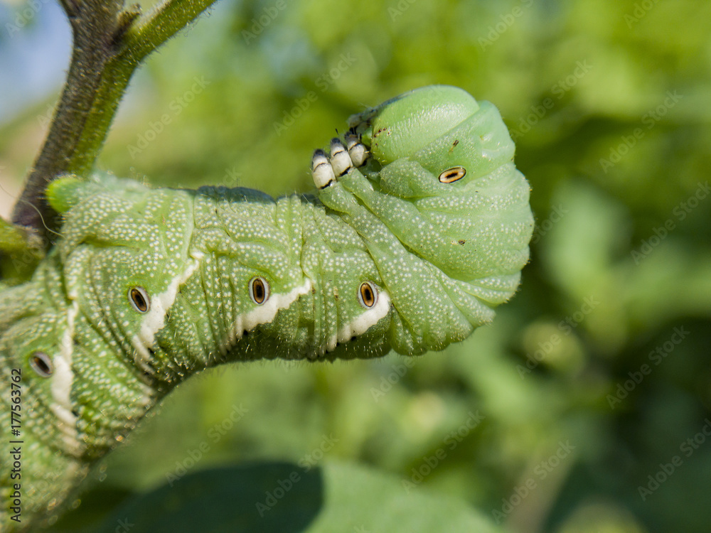 Naklejka premium Pest on the Tomato - tomato hornworm