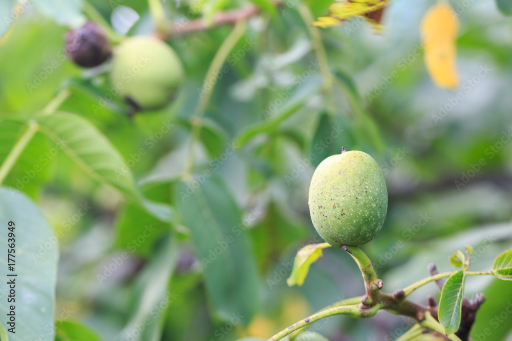 Green unripe walnut hanging on the walnut tree branch
