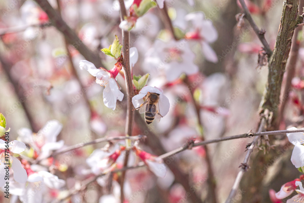 Bee on flower of Nanking cherry Prunus tomentosa Bee on flower of Nanking cherry Prunus tomentosa