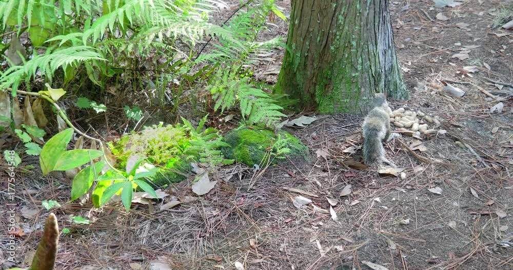 Squirrel eating