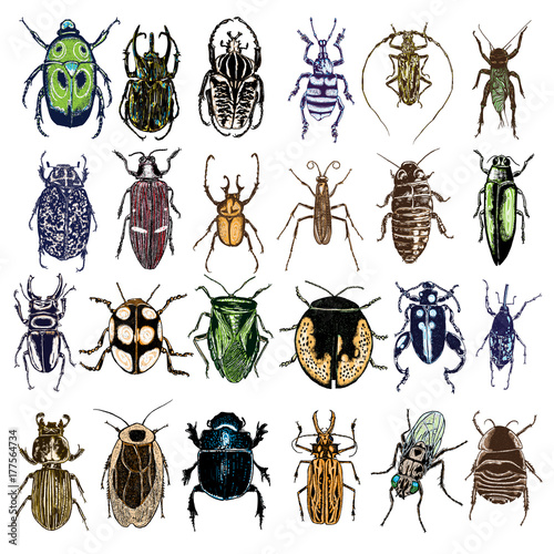 Big set of color insect stipple hand draw isolated. Colour insects and bugs collection in trendy embroidery stippling and hatching, shading style. Vector.