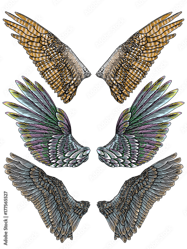 Set of colorful bird wings of different shape in open position isolated. Collection of colourful