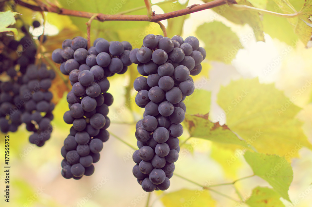 time for harvest/ Ripe bunches of dark grapes hanging on a vine in autumn