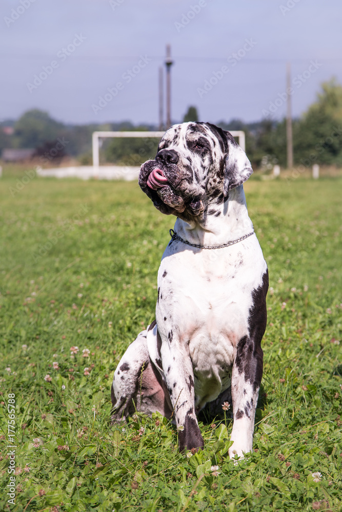 dogue Allemand