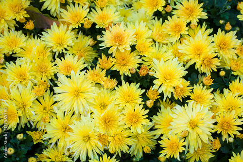 Colorful chrysanthemum close-up. Background of flowers © maxmaslov
