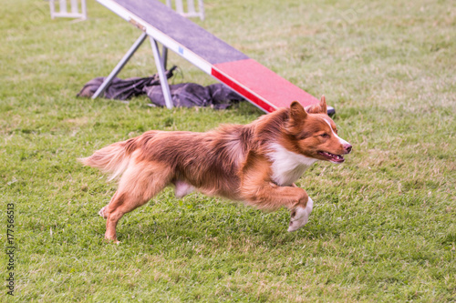 Border collie