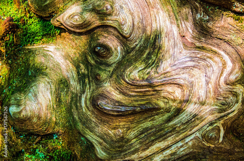 Knarled Tree Trunk photo