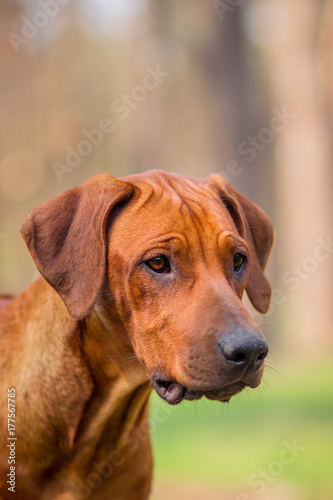 Rhodesian Ridgeback