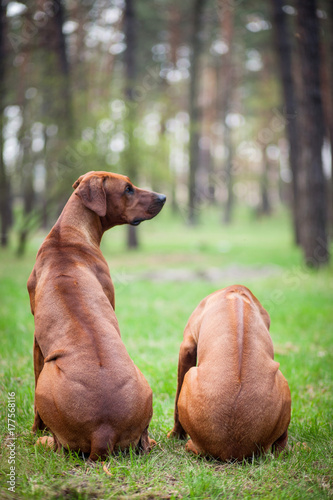 Rhodesian Ridgebacks photo