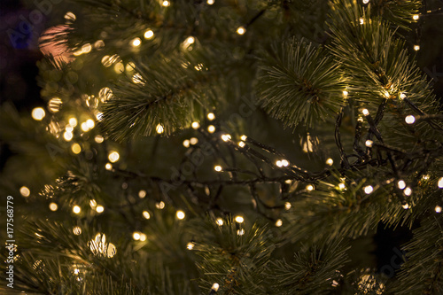 christmas lights in a pine tree