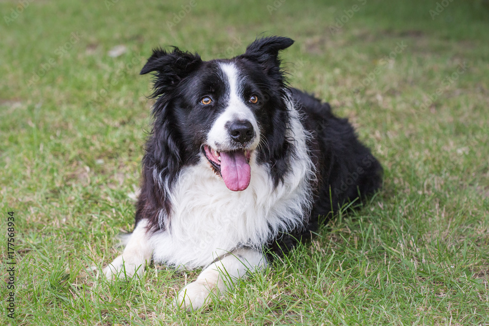 Border collie