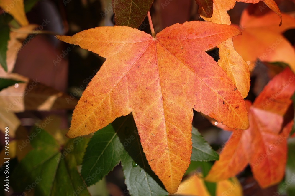 .......Amberbaum, Blätter, Herbst .......Amberbaum, Blätter, Herbst