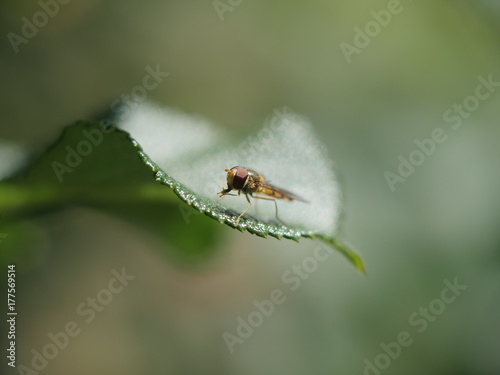 Insekt on the edge of leaf