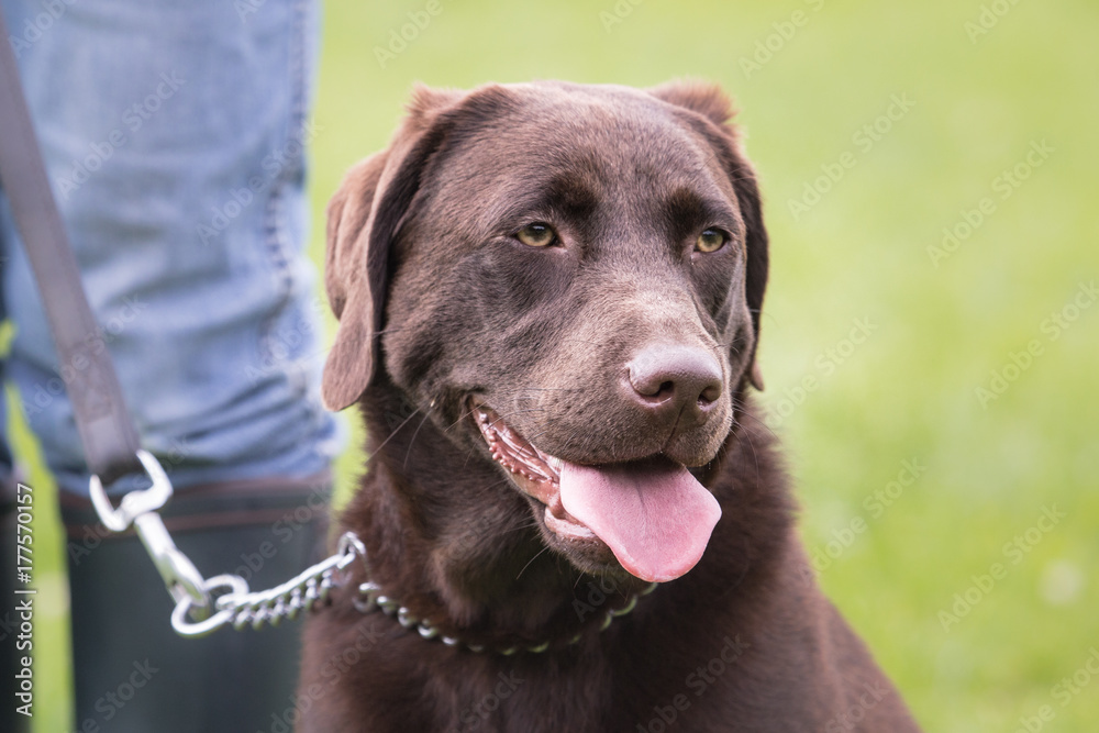 Fototapeta premium labrador