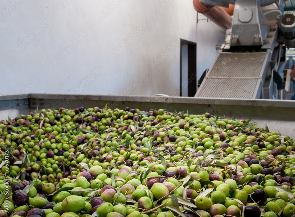 Φωτογραφία Beginning phase of olive oil production: olives being loaded in a big metal funn