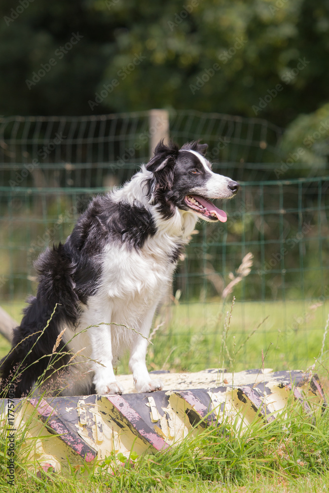 Border collie