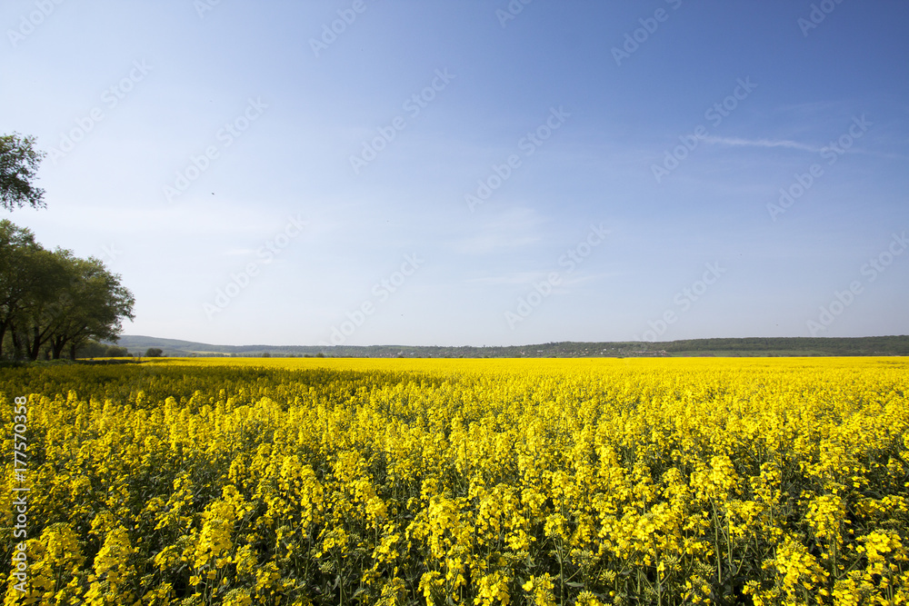 Obraz premium Rapeseed field