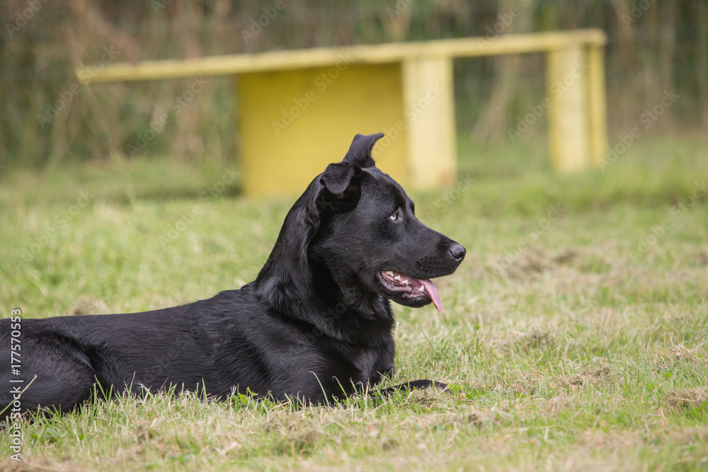 labrador