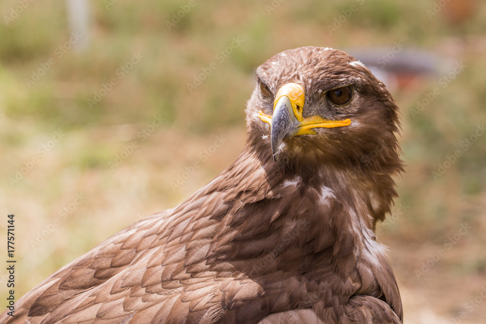 Aigle Aigle