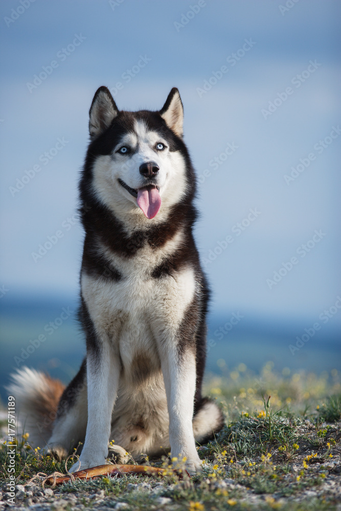 Black and white Siberian husky sitting on a mountain on the background of the lake and the forest and eats treats. The dog on the background of natural landscape.