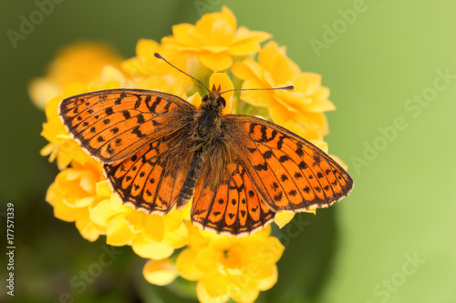 The Brenthis hecate twin-spot fritillary beautiful butterfly on a yellow flower. Dorsal view of spotted fritillary butterfly.