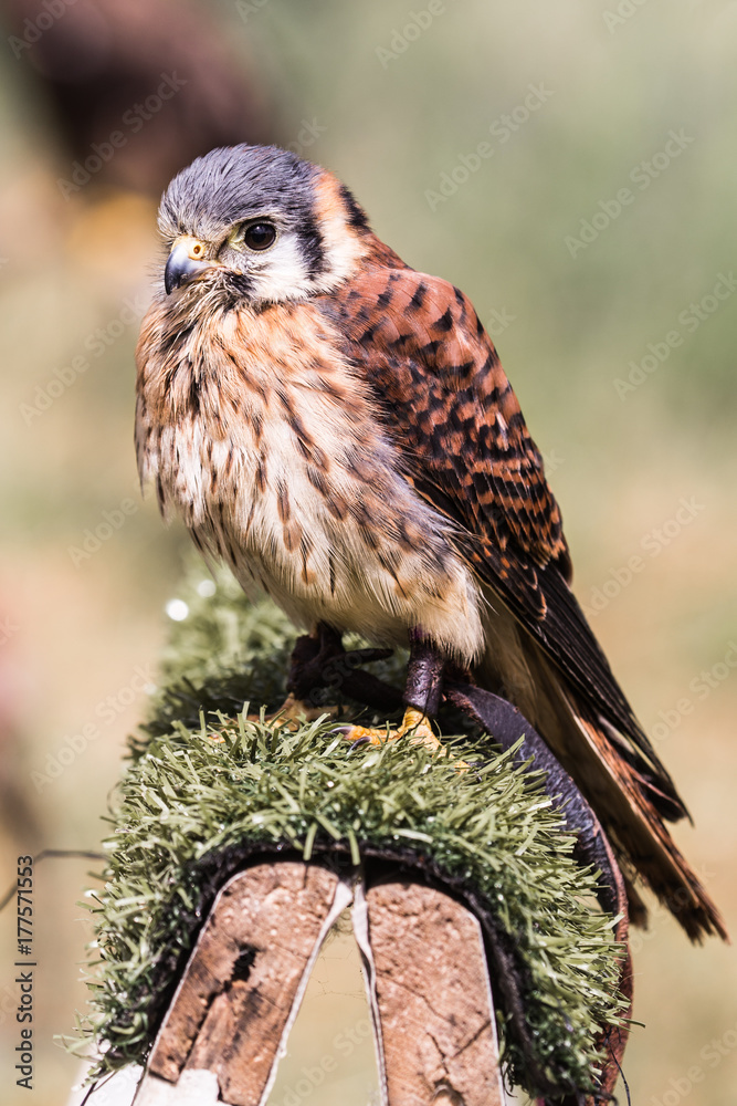 Rapace Rapace