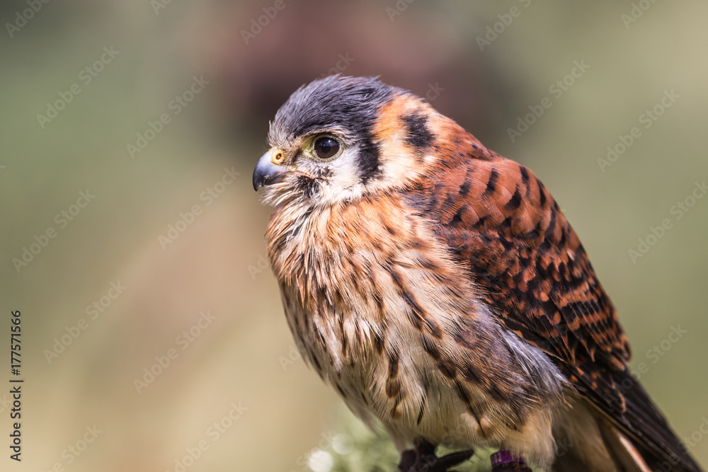Rapace Rapace