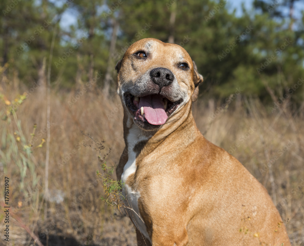 portrait American pit bulls outdoors