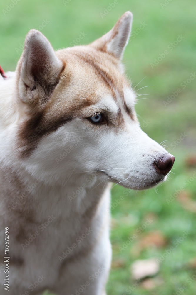 Husky dog profile
