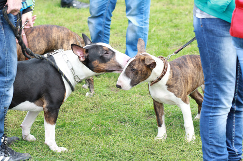 Canvas-taulu Dogs Bull Terriers Communicate