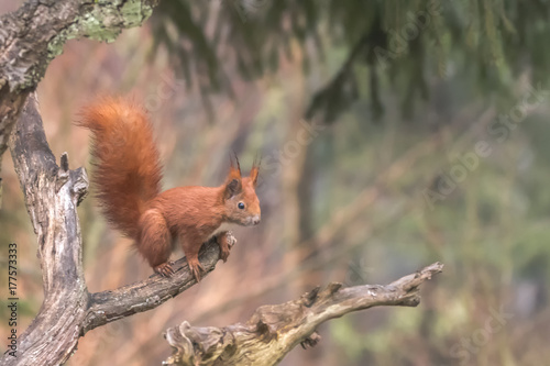 Eurasian Red Squirrel - (Sciurus vulgaris) Cute arboreal, omnivorous rodent with long tail, climbing in the tree. Adorable curious mammal. Portrait of eurasian squirrel in natural environment.