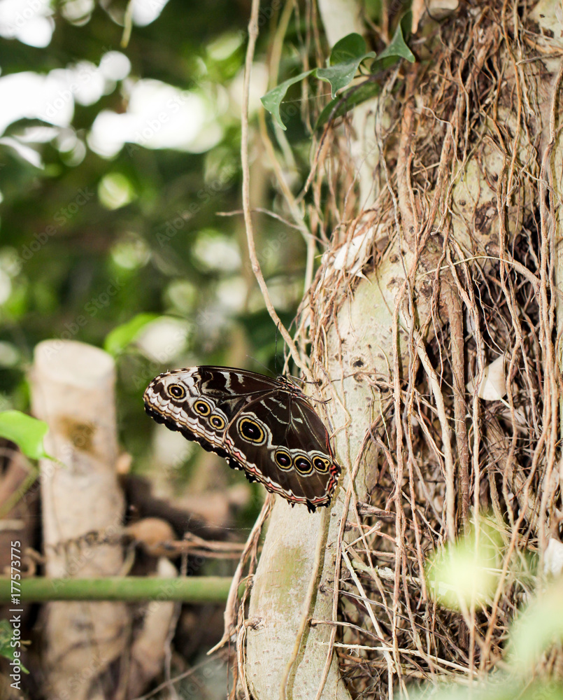 Fototapeta premium Morpho peleide, Himmelsfalter, Peru, Schmetterling 