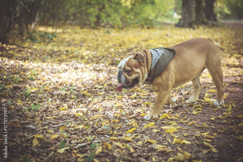 English bulldog fashionable in the woods,selective focus