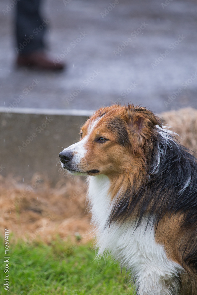 Border collie