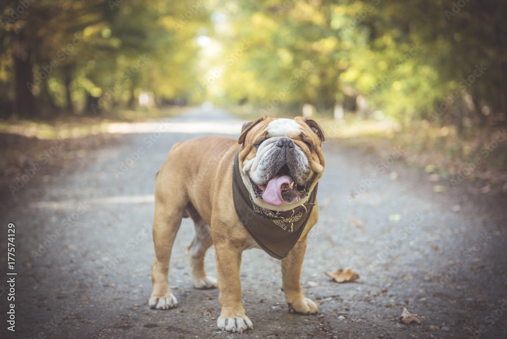 Big and fashionable English bulldog posing in the woods,selective focus