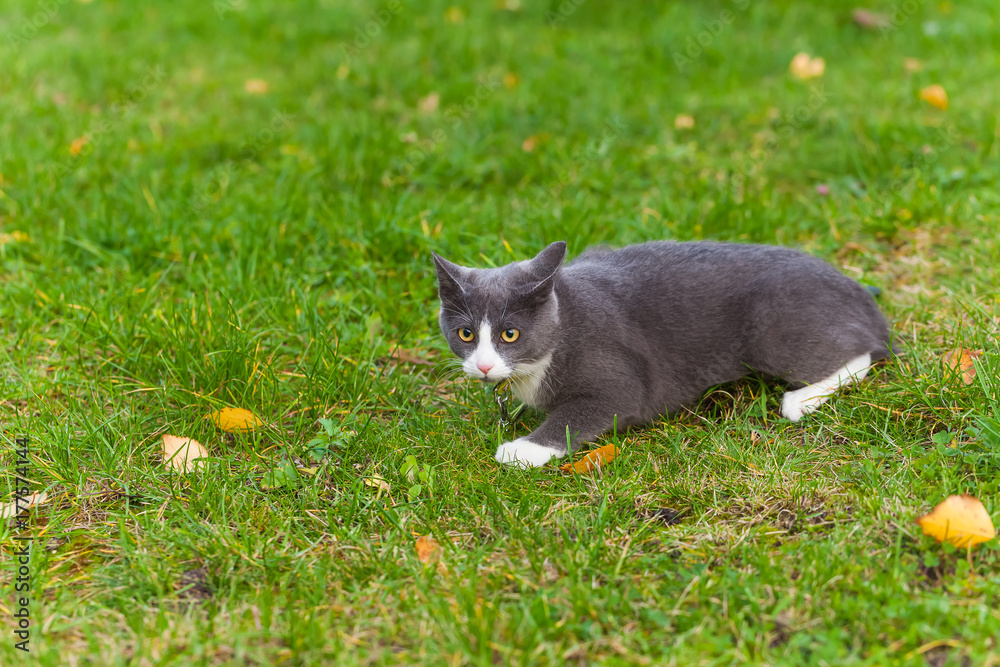gray cat crawling in the grass gray cat crawling in the grass