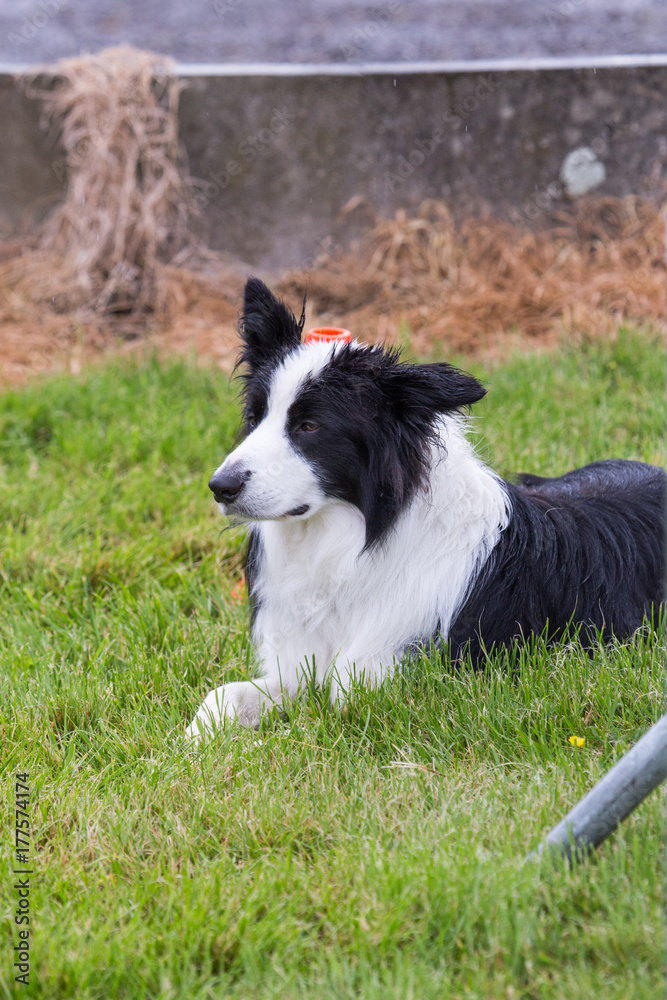 Border collie