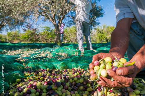 Wall Mural Hands of a picker holding a  handful of just picked olives